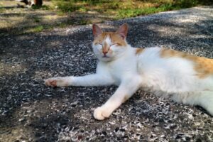 すずのプロフィール写真